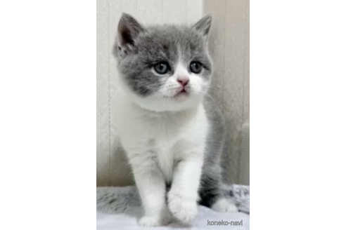 専用＾＾可愛い猫ちゃんのプレート3♡ 美術品・アンティーク・コレクション